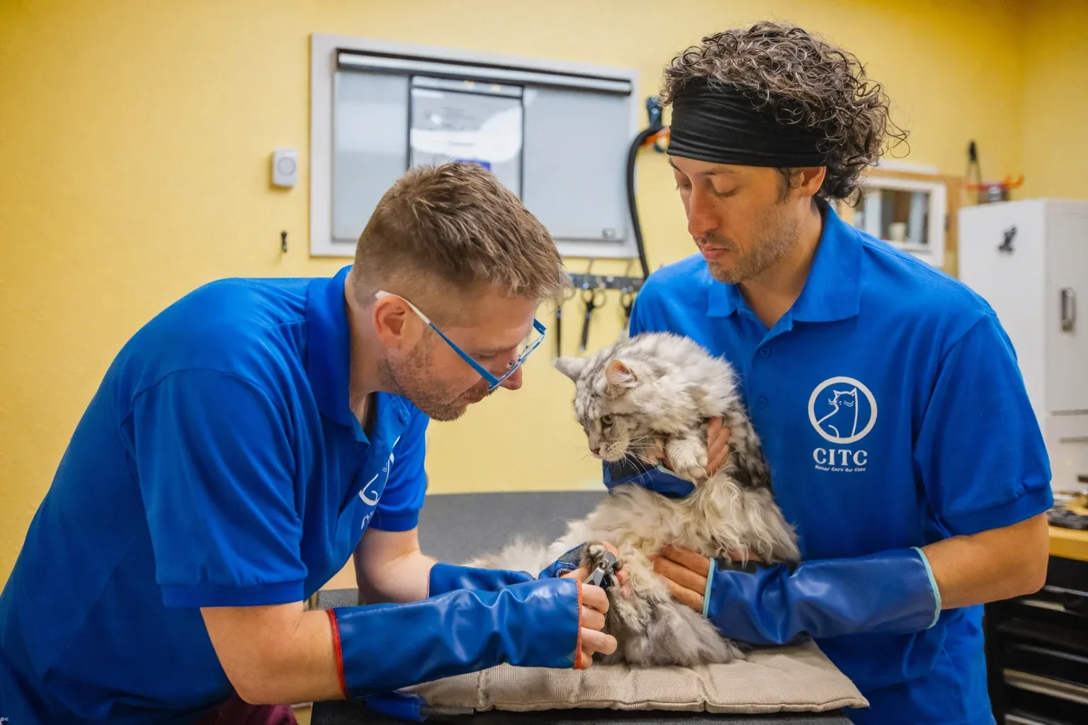 Team providing a feline claw trim