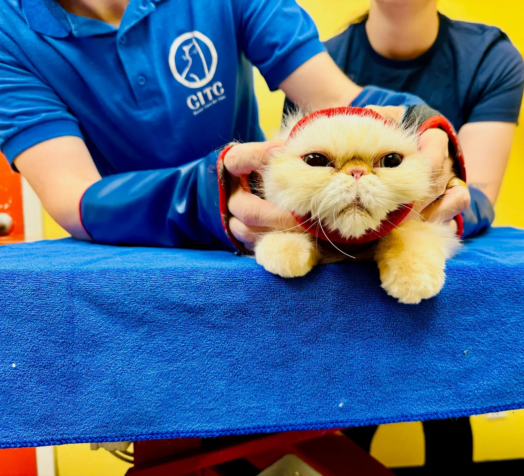 Cat wearing a comfort hoodie during grooming