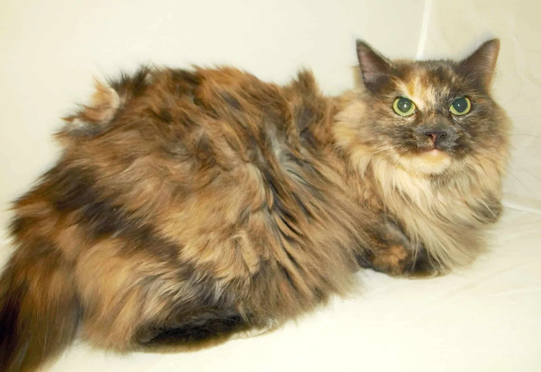 Dense coat before professional deshedding