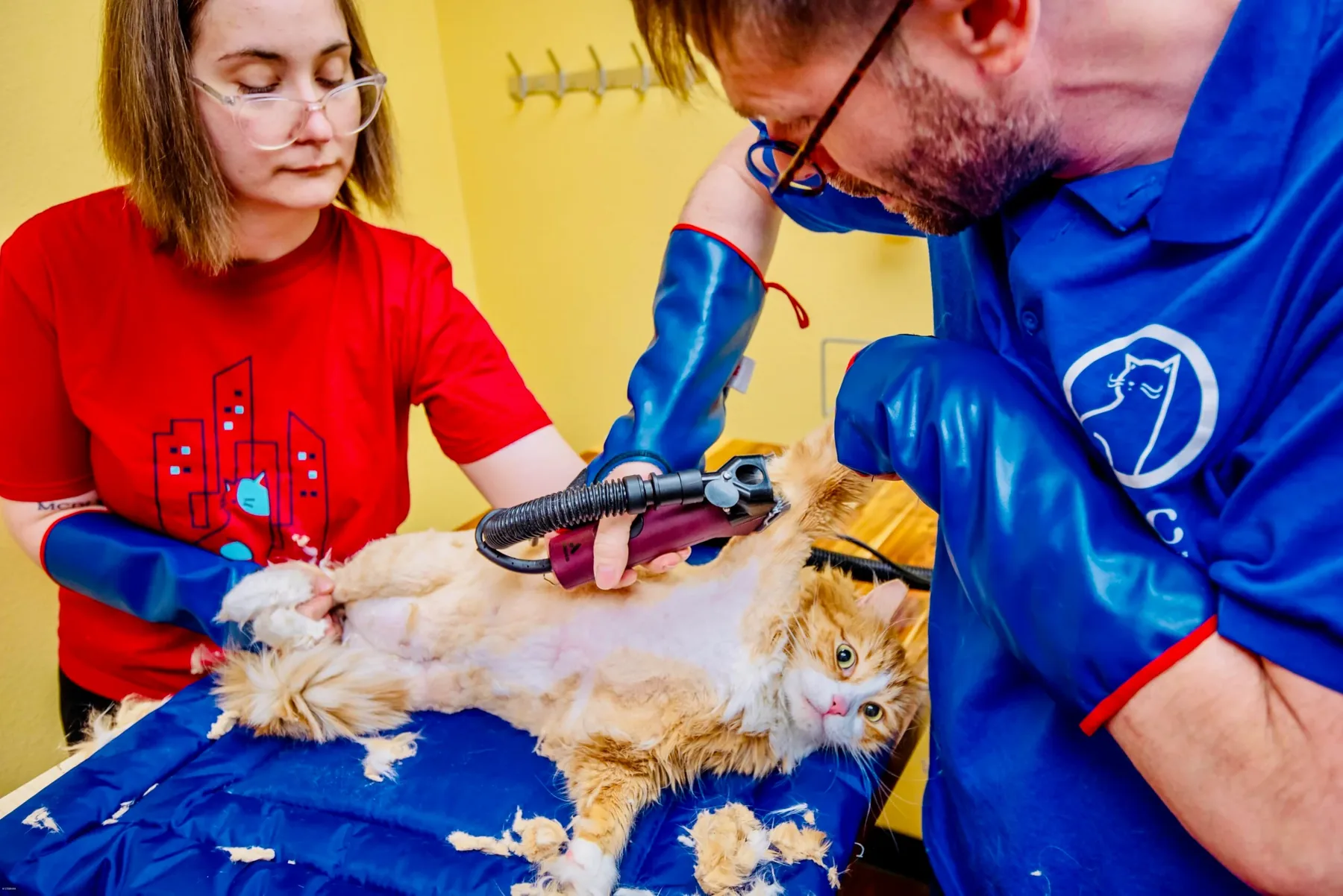 Cat receiving awake team-based grooming at Cats in the City