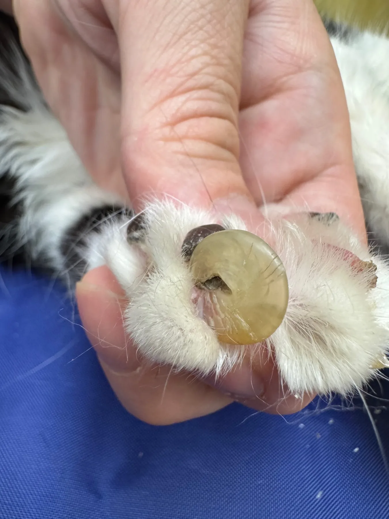 Thick overgrown claw near paw pad