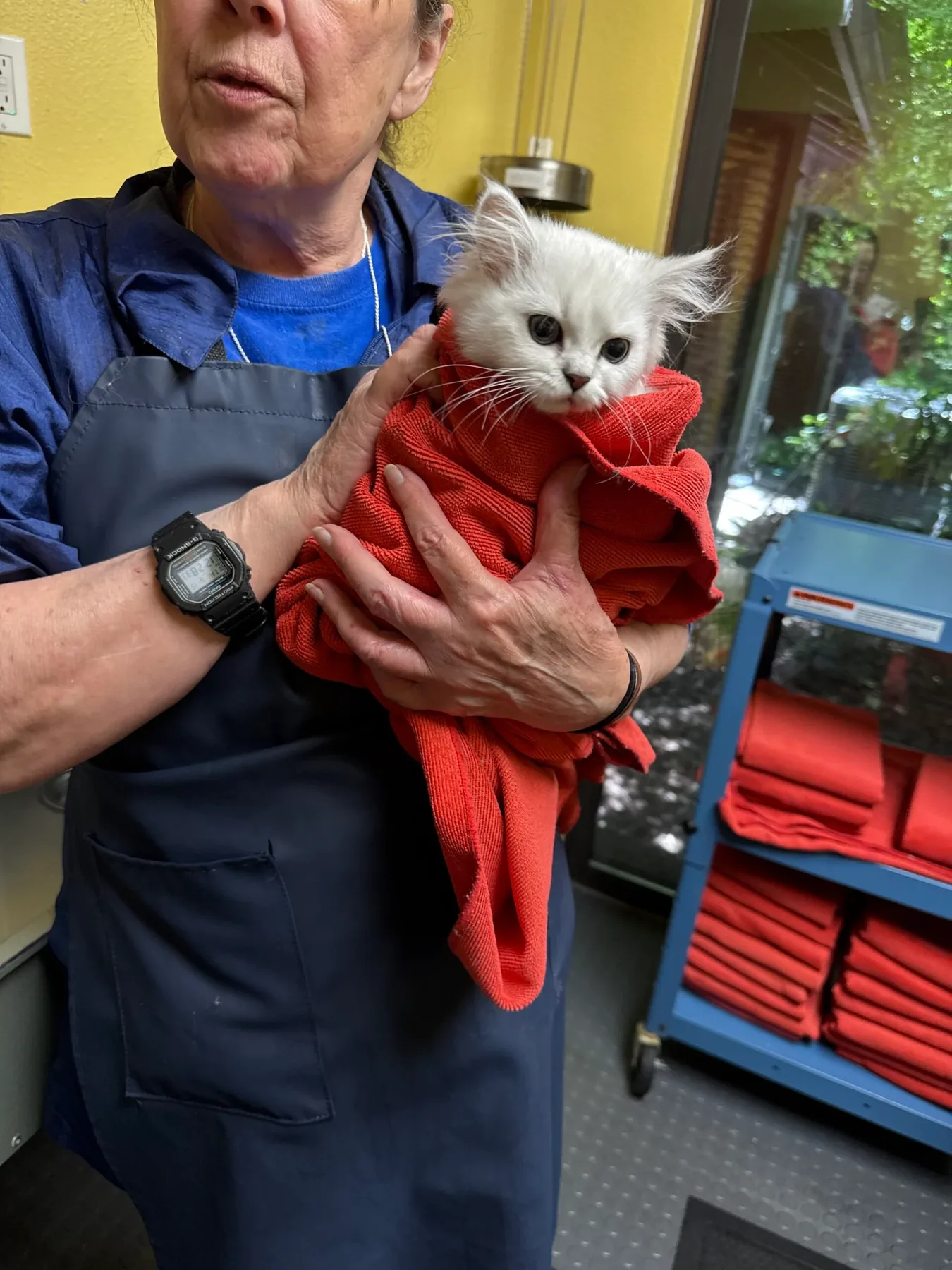 Kitten wrapped in a towel after bathing