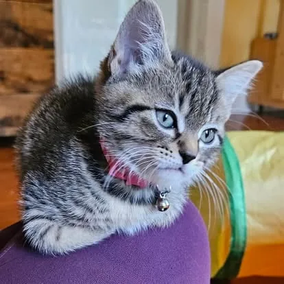 Kitten resting during feline-only care