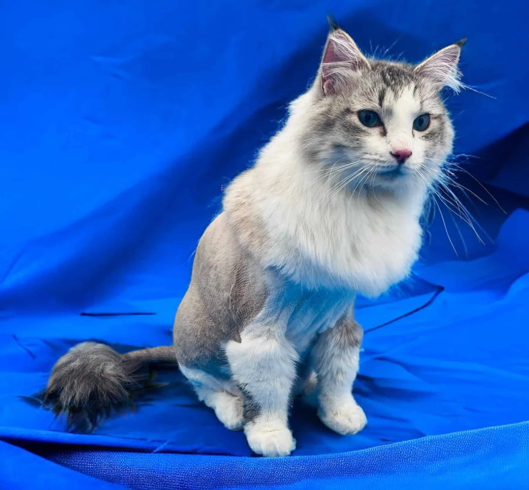 Cat after a professional lion cut