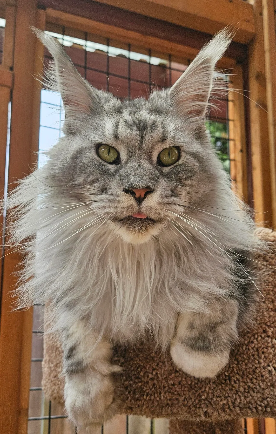 Maine Coon receiving coat care