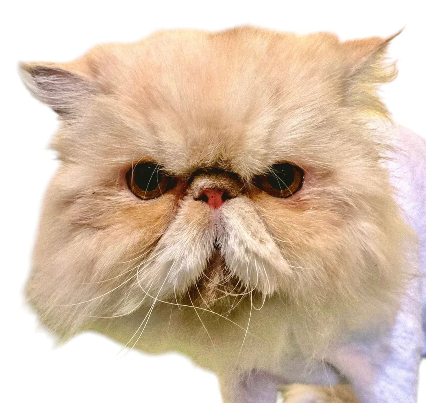Persian coat after grooming