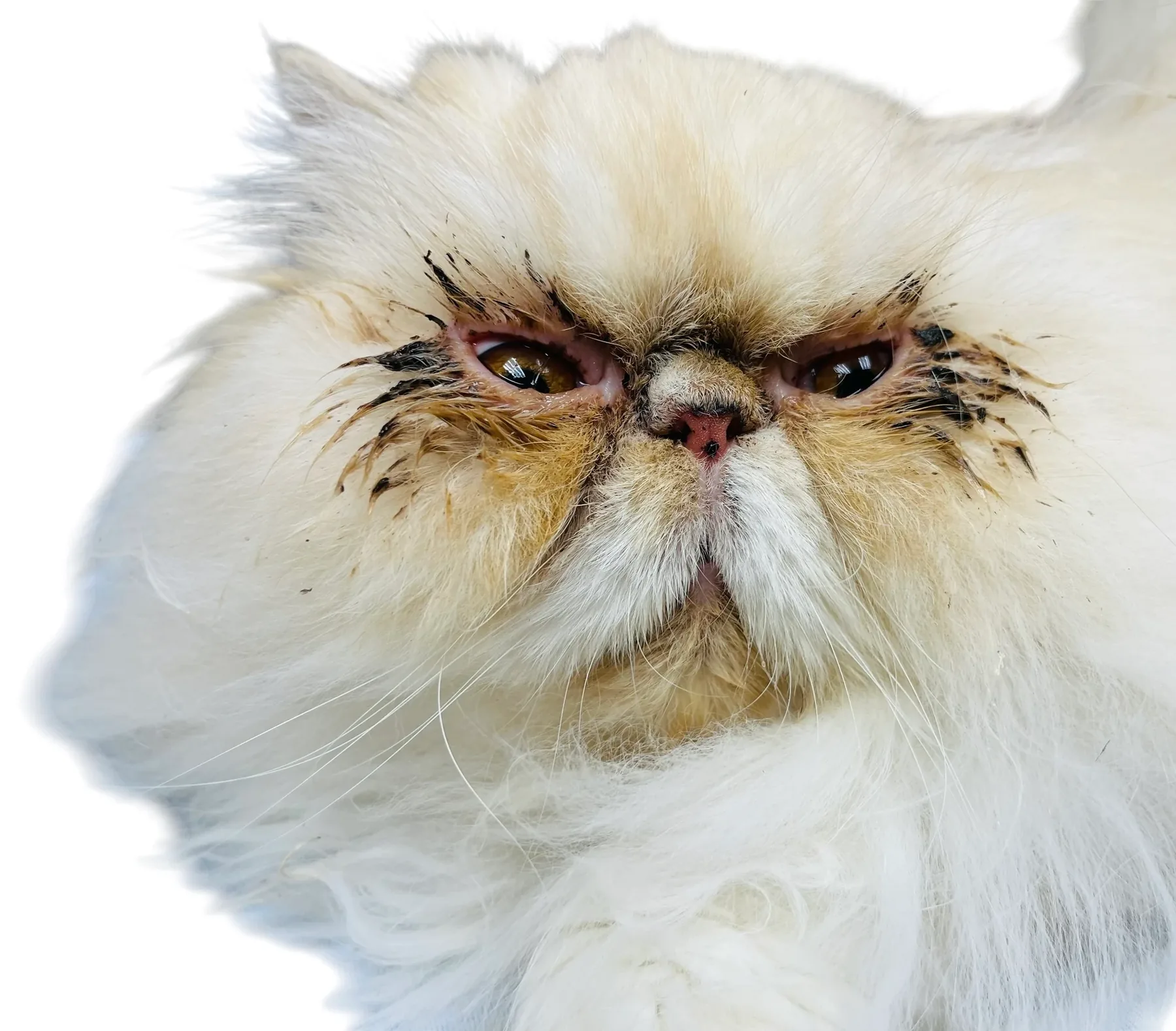 Persian coat before grooming