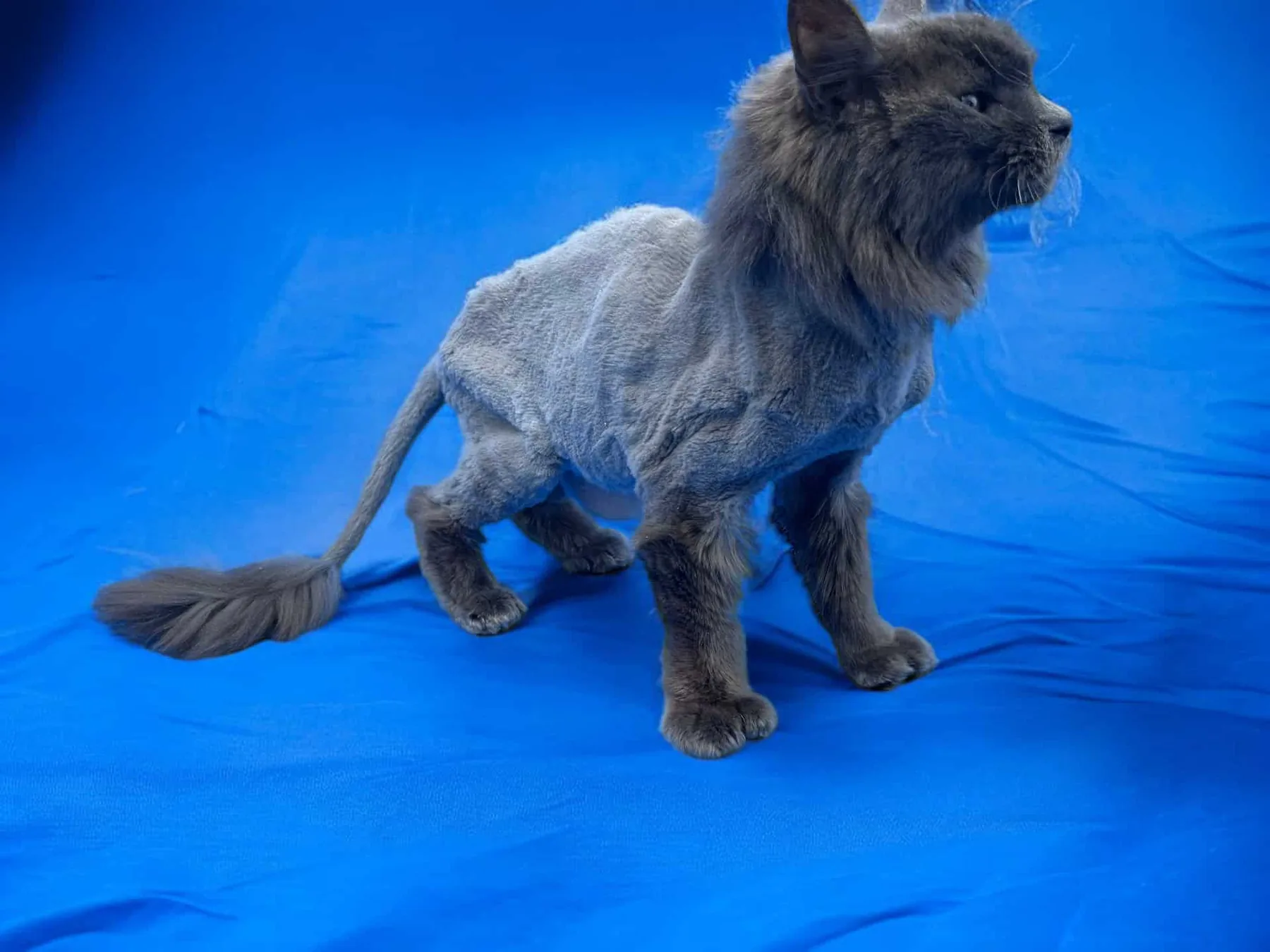Senior cat after an adapted lion cut