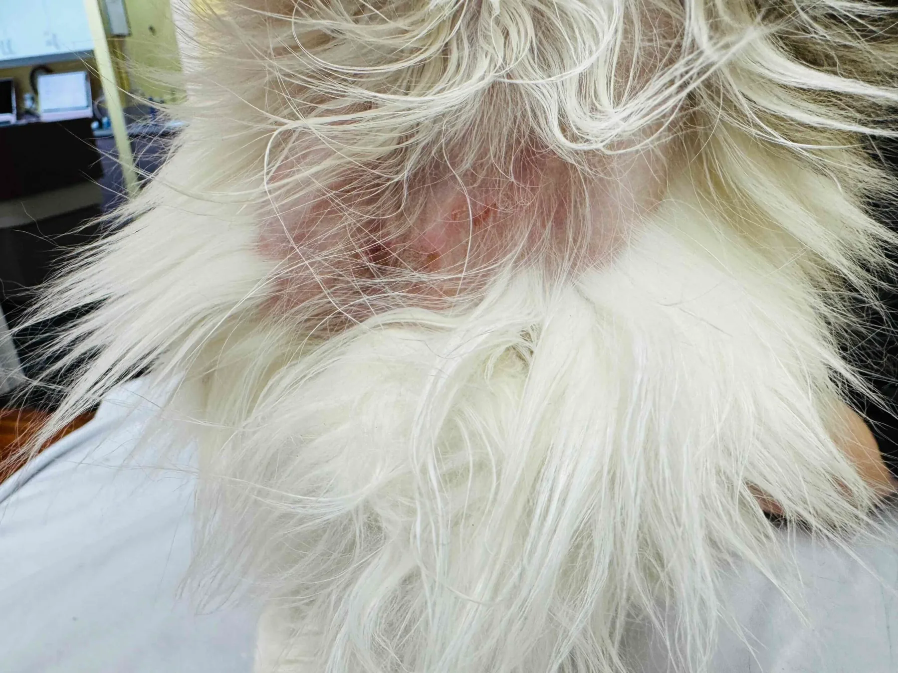 Coat and skin revealed beneath severe matting