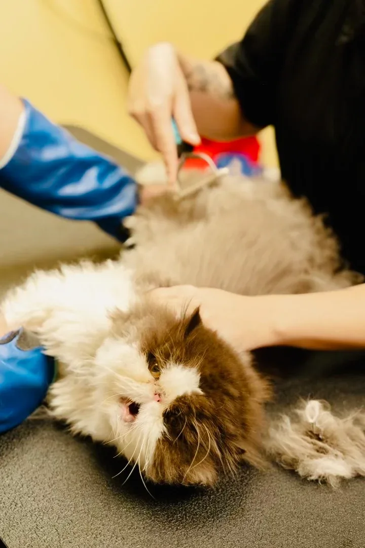 Team-based grooming for a medically sensitive cat