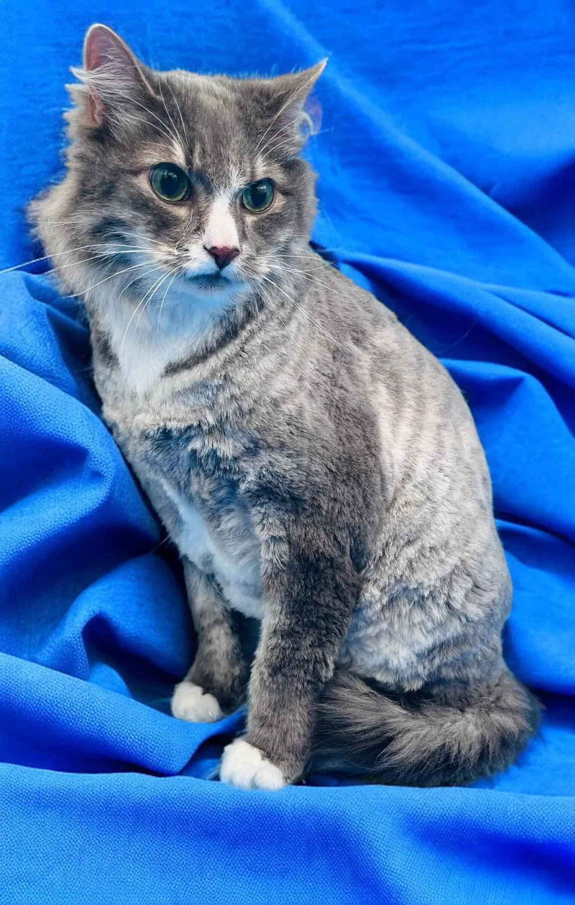 Cat after teddy bear cut