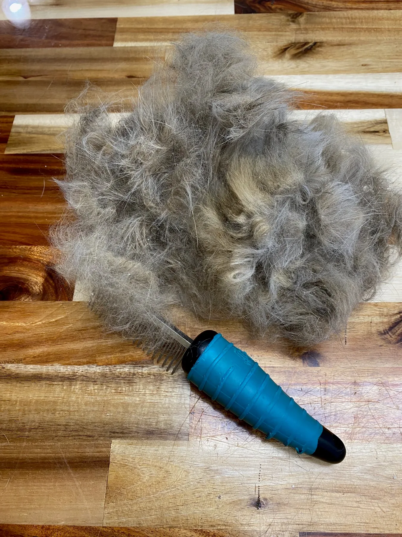Feline undercoat removed during professional deshedding